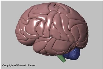 Conoscere il cervello